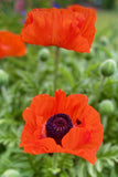 Vibrant Poppy Handwoven Bolga Basket